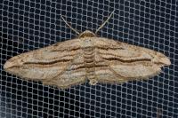 Ecleora solieraria