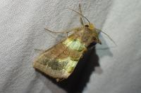 Diachrysia chrysitis