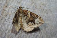 Eulithis prunata