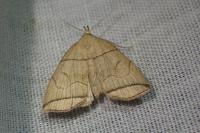 Herminia grisealis