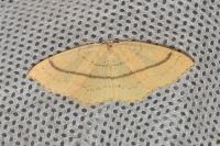 Cyclophora linearia