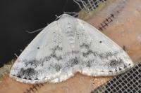 Lomographa temerata