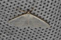 Idaea subsericeata