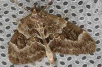 Thera britannica/variata