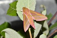 Deilephila elpenor
