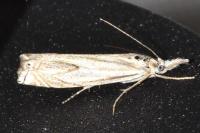 Crambus lathoniellus
