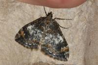 Dysstroma truncata