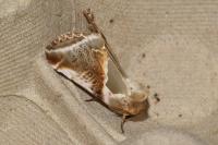 Habrosyne pyritoides