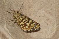 Chiasmia clathrata