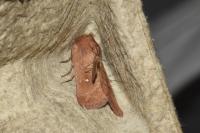 Mythimna albipuncta