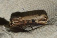 Axylia putris