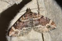Xanthorhoe spadicearia/ferrugata