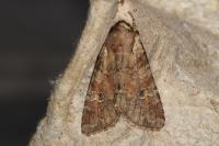 Apamea sordens