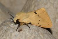 Spilarctia lutea
