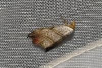 Laspeyria flexula