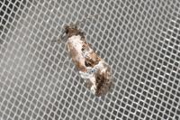 Elaphria venustula