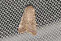 Hoplodrina ambigua