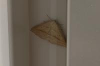 Petrophora chlorosata