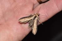 Cucullia scrophulariae