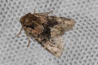 Apamea illyria