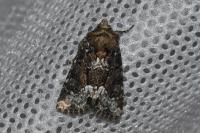 Oligia strigilis