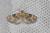 Eupithecia linariata/pulchellata/pyreneata
