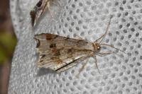 Macaria alternata