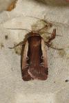 Ochropleura plecta