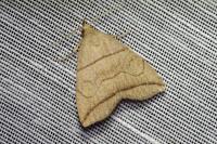 Herminia grisealis