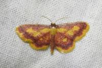 Idaea muricata