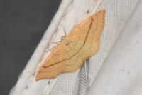Cyclophora linearia