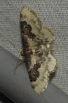 Idaea rusticata