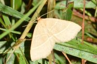 Trisateles emortualis