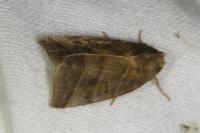 Ipimorpha retusa