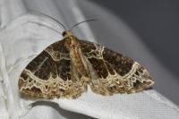 Ecliptopera silaceata