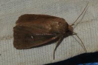 Lenisa geminipuncta