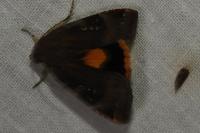 Noctua janthina