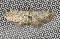 Pasiphila debiliata