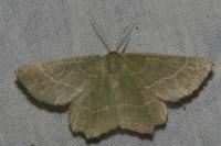Thalera fimbrialis