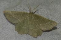 Thalera fimbrialis