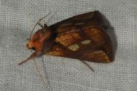 Plusia festucae