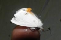 Sphrageidus similis