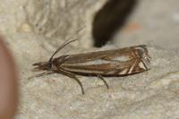 Crambus lathoniellus