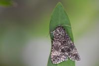 Acronicta megacephala