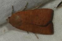 Noctua interjecta