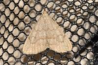 Pechipogo strigilata