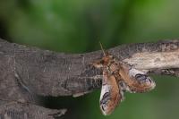 Notodonta ziczac