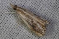 Catoptria verellus