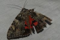 Catocala promissa