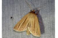 Mythimna impura